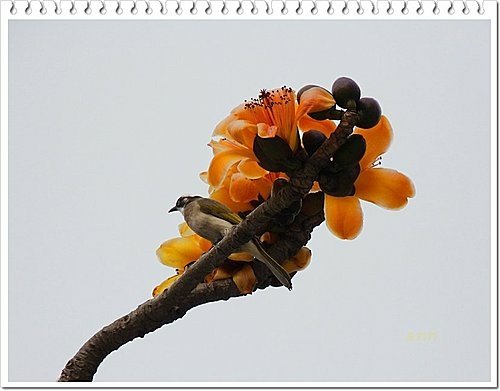 春天ㄟ花蕊~木棉24.jpg