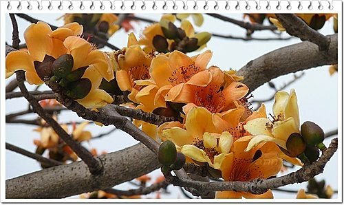 春天ㄟ花蕊~木棉25.jpg