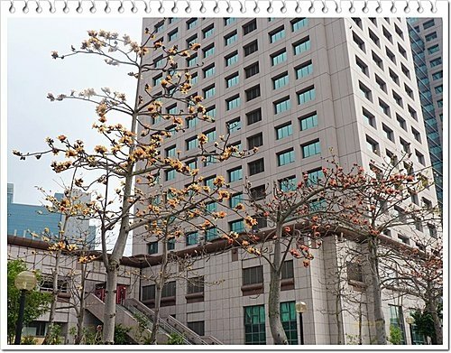 春天ㄟ花蕊~木棉26.jpg