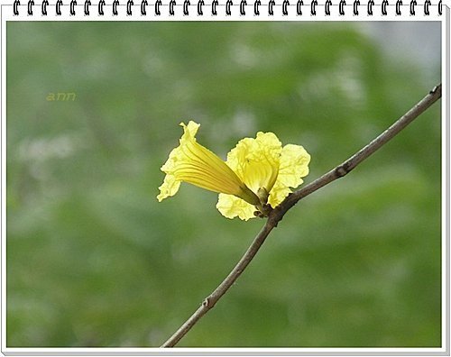 春天ㄟ花蕊~黃金風鈴木03.jpg