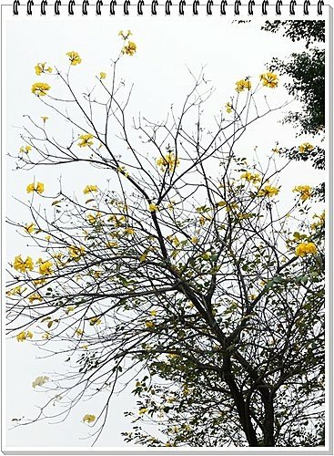 春天ㄟ花蕊~黃金風鈴木04.jpg