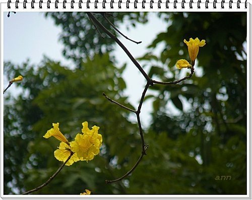 春天ㄟ花蕊~黃金風鈴木07.jpg