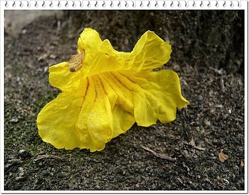 春天ㄟ花蕊~黃金風鈴木09.jpg