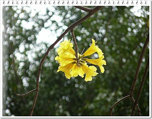 春天ㄟ花蕊~黃金風鈴木10.jpg