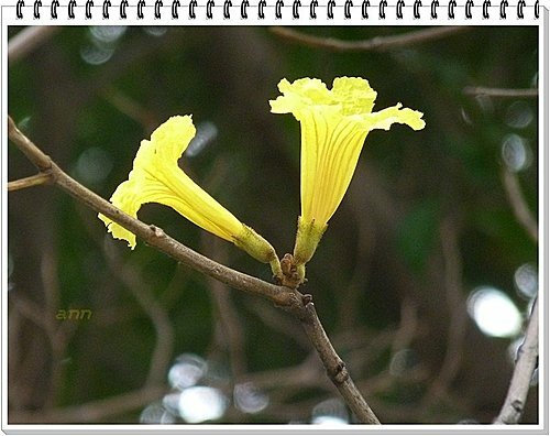 春天ㄟ花蕊~黃金風鈴木12.jpg