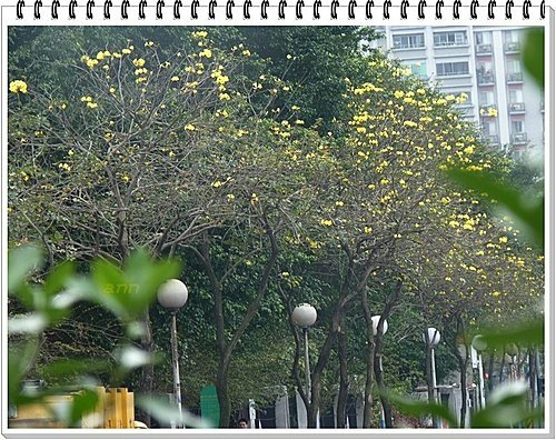 春天ㄟ花蕊~黃金風鈴木17.jpg