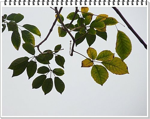 春天ㄟ花蕊~黃金風鈴木19.jpg