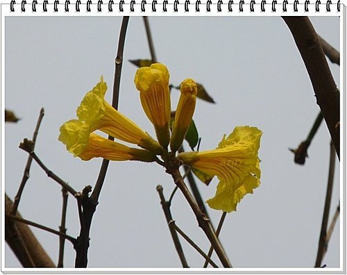 春天ㄟ花蕊~黃金風鈴木22.jpg