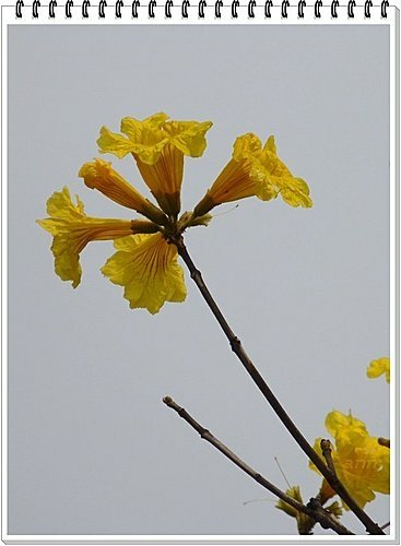 春天ㄟ花蕊~黃金風鈴木23.jpg