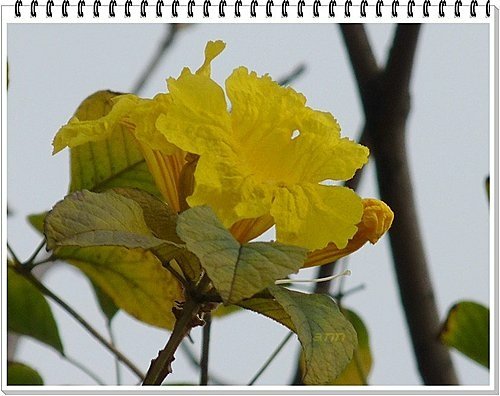 春天ㄟ花蕊~黃金風鈴木25.jpg