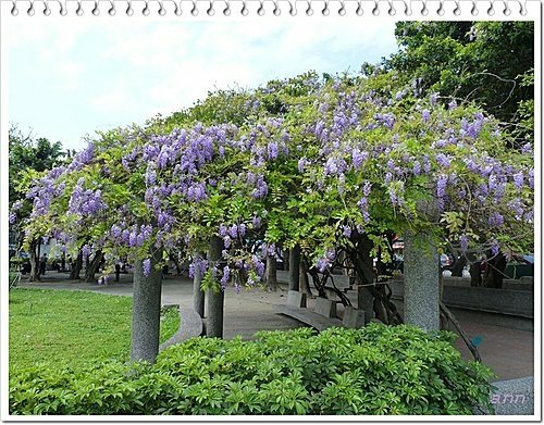 春天ㄟ花蕊~紫藤2 01.jpg