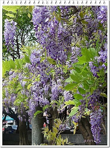 春天ㄟ花蕊~紫藤2 04.jpg