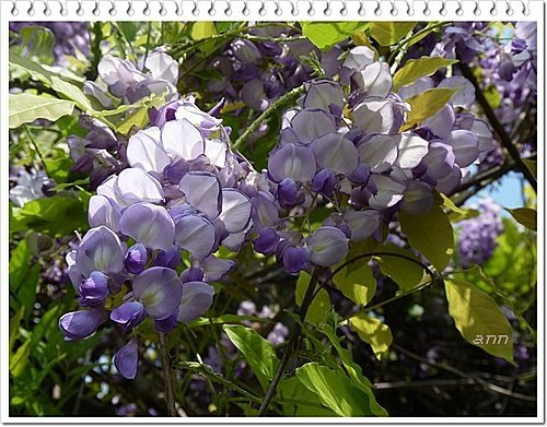 春天ㄟ花蕊~紫藤2 06.jpg