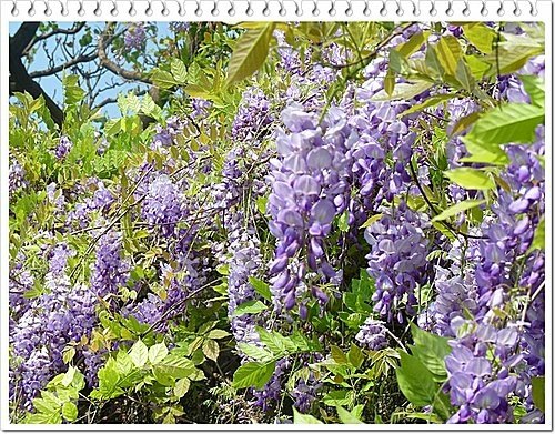 春天ㄟ花蕊~紫藤2 07.jpg