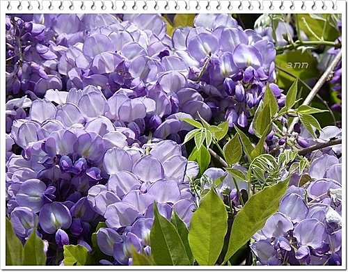 春天ㄟ花蕊~紫藤2 12.jpg