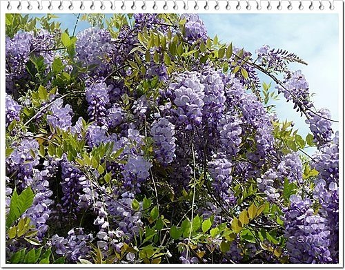 春天ㄟ花蕊~紫藤2 14.jpg
