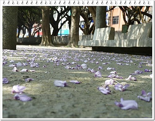 春天ㄟ花蕊~紫藤2 15.jpg
