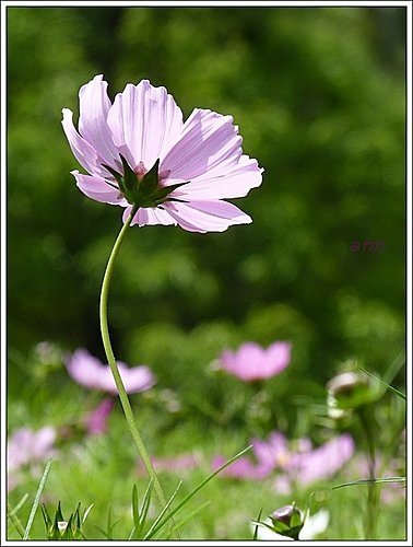 春天ㄟ花蕊~波斯菊01.jpg