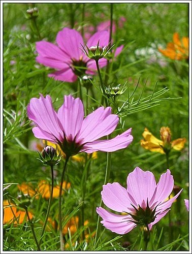 春天ㄟ花蕊~波斯菊02.jpg
