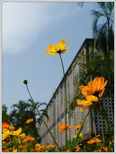 春天ㄟ花蕊~波斯菊03.jpg