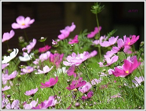 春天ㄟ花蕊~波斯菊06.jpg