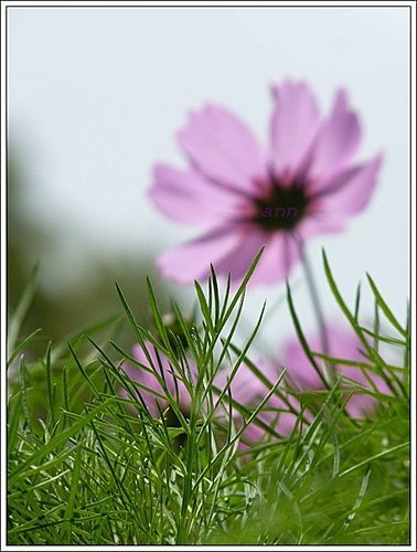 春天ㄟ花蕊~波斯菊08.jpg