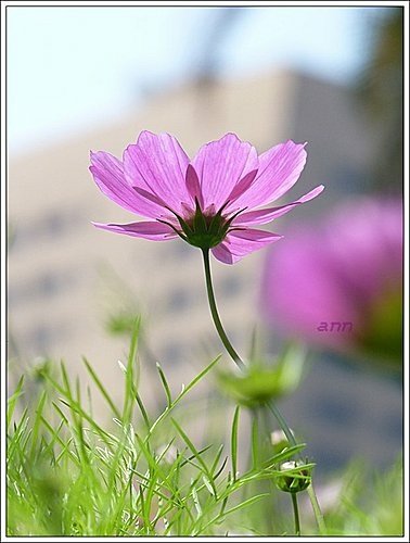 春天ㄟ花蕊~波斯菊09.jpg