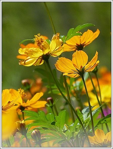 春天ㄟ花蕊~波斯菊10.jpg