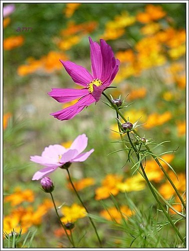 春天ㄟ花蕊~波斯菊11.jpg