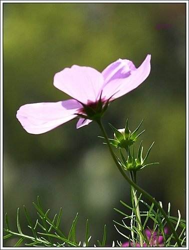 春天ㄟ花蕊~波斯菊12.jpg