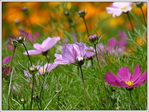 春天ㄟ花蕊~波斯菊13.jpg