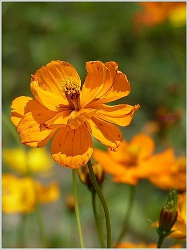 春天ㄟ花蕊~波斯菊14.jpg