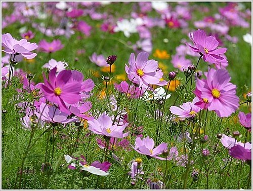 春天ㄟ花蕊~波斯菊16.jpg