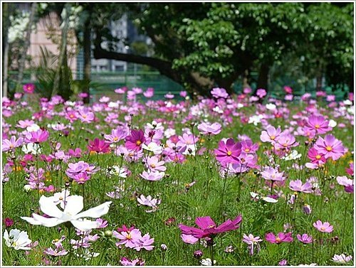 春天ㄟ花蕊~波斯菊17.jpg