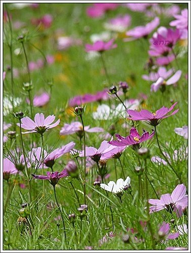 春天ㄟ花蕊~波斯菊18.jpg