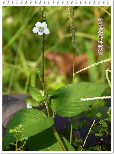 小花寬葉馬偕花02.jpg