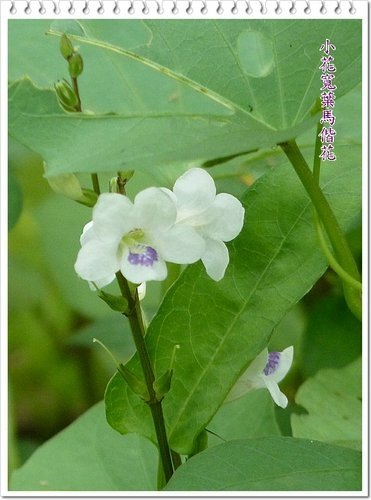 小花寬葉馬偕花03.jpg