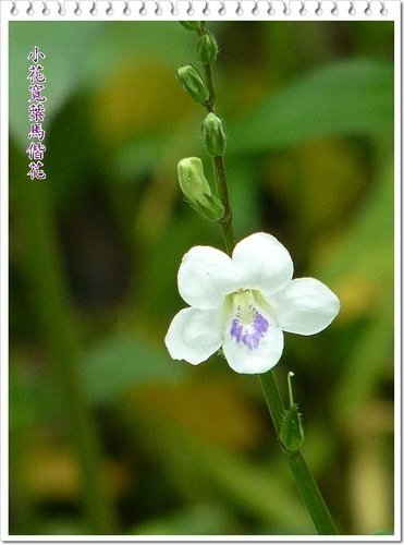 小花寬葉馬偕花04.jpg