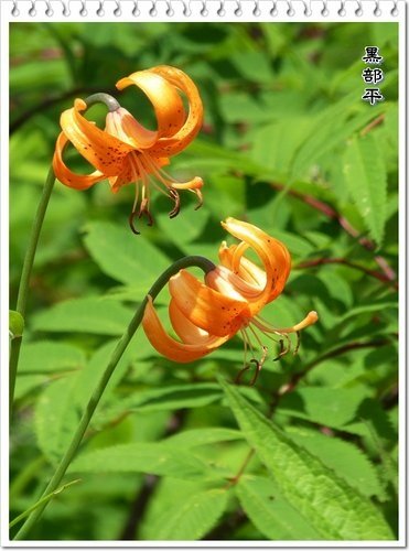 黑部平的美麗邂逅09.jpg