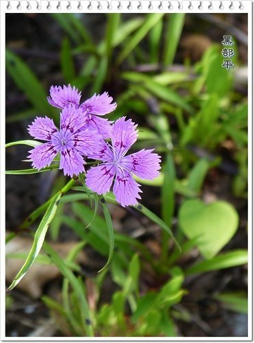黑部平的美麗邂逅43.jpg