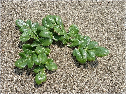 莎蜜拉海岸咖啡坊05.jpg