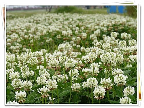 花現幸福11.jpg