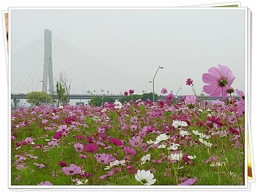 花現幸福16.jpg