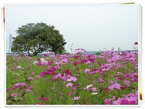 花現幸福17.jpg