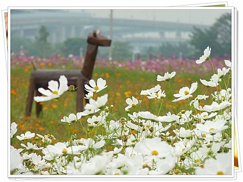 花現幸福18.jpg