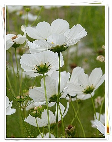 花現幸福19.jpg