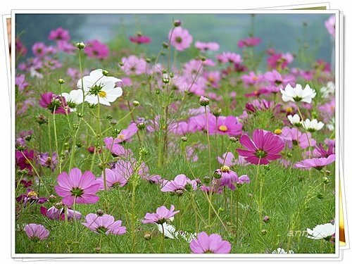 花現幸福21.jpg