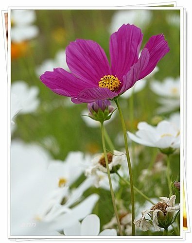 花現幸福28.jpg