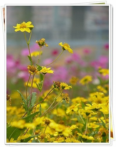 花現幸福33.jpg