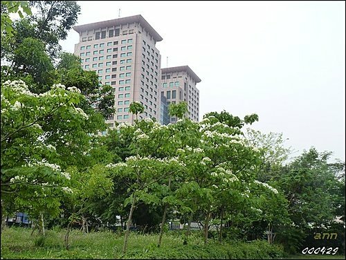 五月雪 記實16.jpg